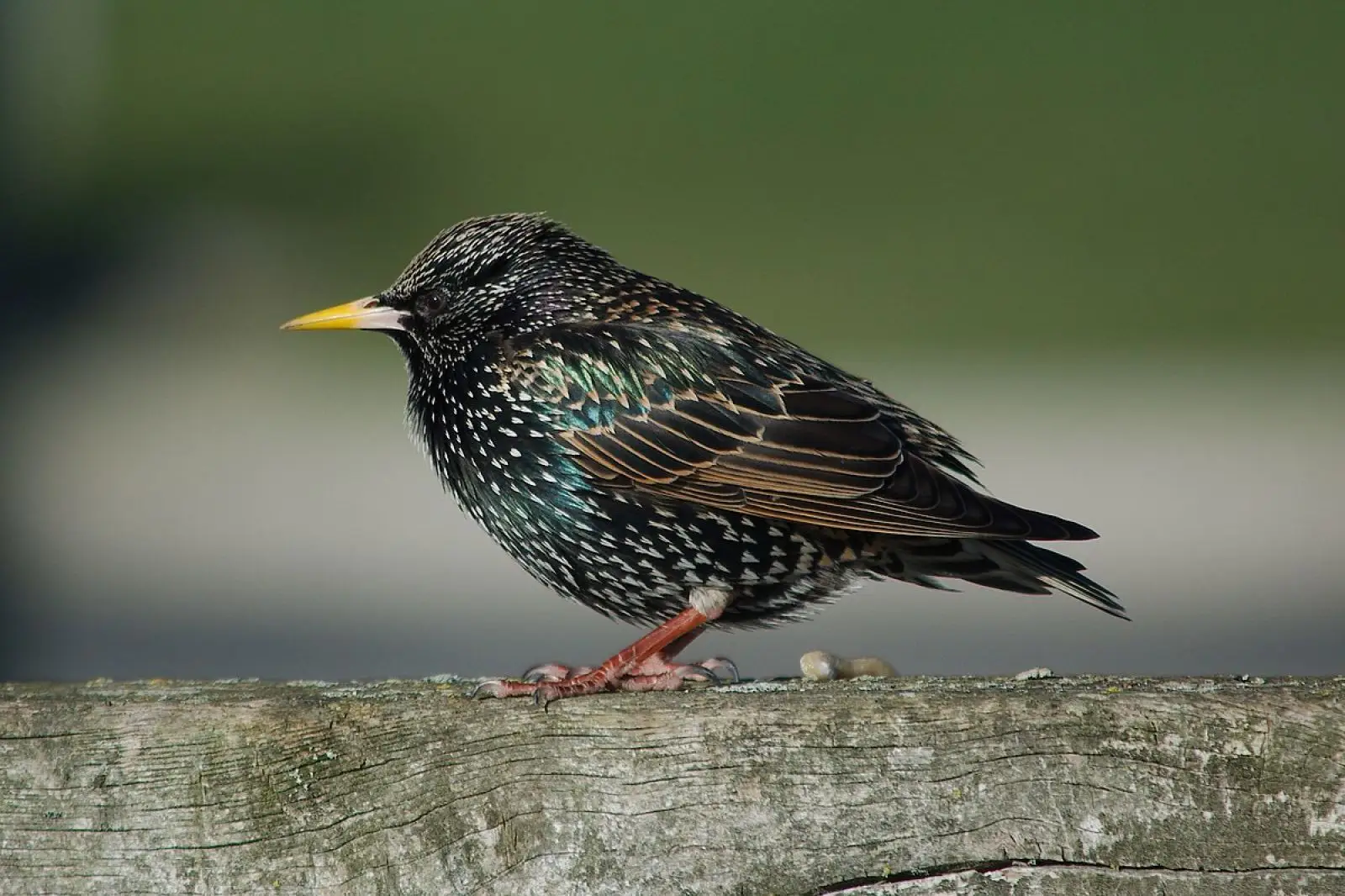 Common Starling